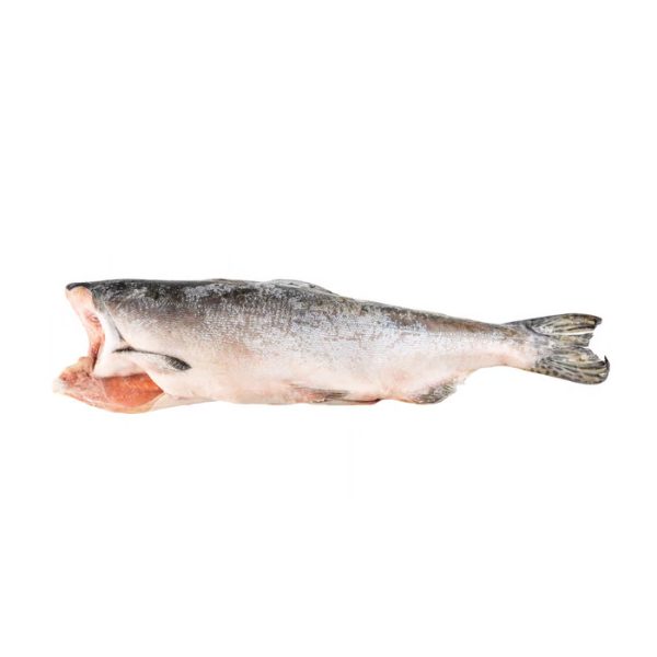 ماهی سالمون صورتی (گوژپشت)